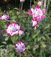 Clematis Patricia Ann Fretwell PAFAR på lager medium masts